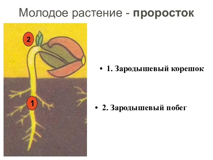 Молодое растение - проросток 1. Зародышевый корешок 2. Зародышевый побег 1 2