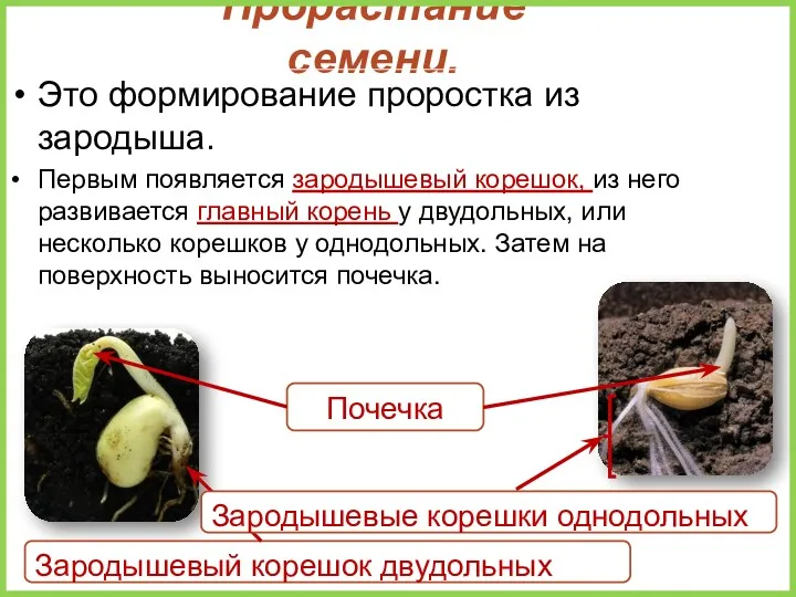 Прорастание семени. Это формирование проростка из зародыша. Первым появляется зародышевый