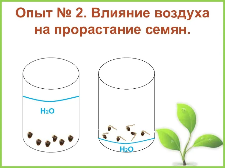 Опыт № 2. Влияние воздуха на прорастание семян. Н2О Н2О