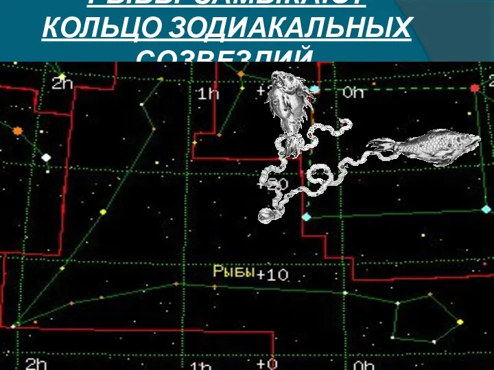 РЫБЫ ЗАМЫКАЮТ КОЛЬЦО ЗОДИАКАЛЬНЫХ СОЗВЕЗДИЙ.