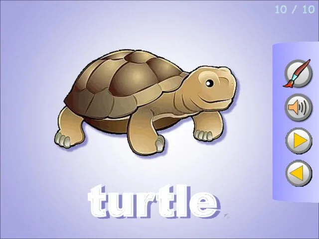 10 / 10 turtle