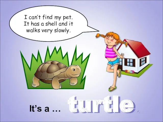 turtle I can’t find my pet. It has a shell