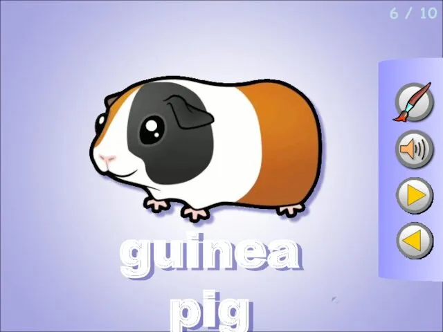 6 / 10 guinea pig