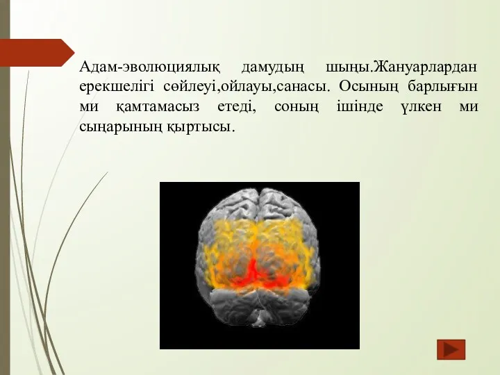 Адам-эволюциялық дамудың шыңы.Жануарлардан ерекшелігі сөйлеуі,ойлауы,санасы. Осының барлығын ми қамтамасыз етеді, соның ішінде үлкен ми сыңарының қыртысы.