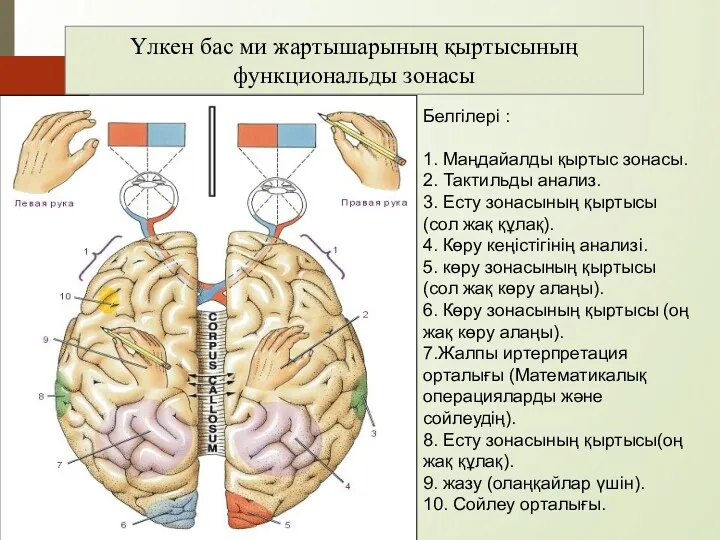 Белгілері : 1. Маңдайалды қыртыс зонасы. 2. Тактильды анализ. 3.