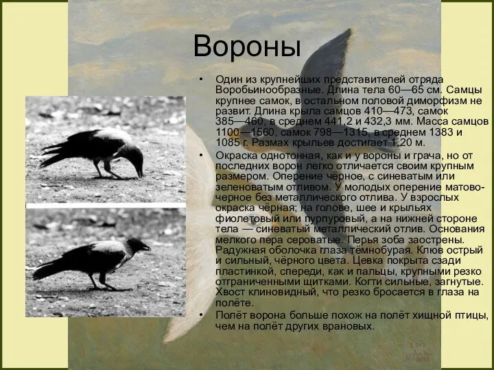 Вороны Один из крупнейших представителей отряда Воробьинообразные. Длина тела 60—65