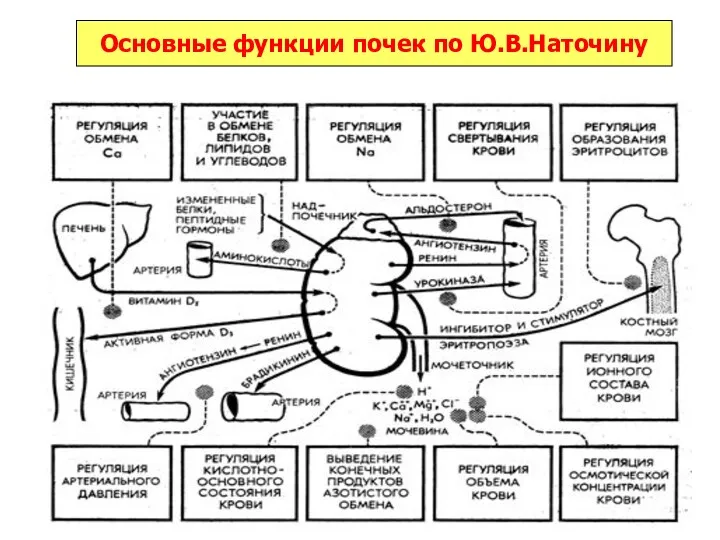 Основные функции почек по Ю.В.Наточину