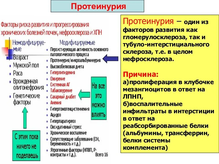 Протеинурия Протеинурия – один из факторов развития как гломерулосклероза, так