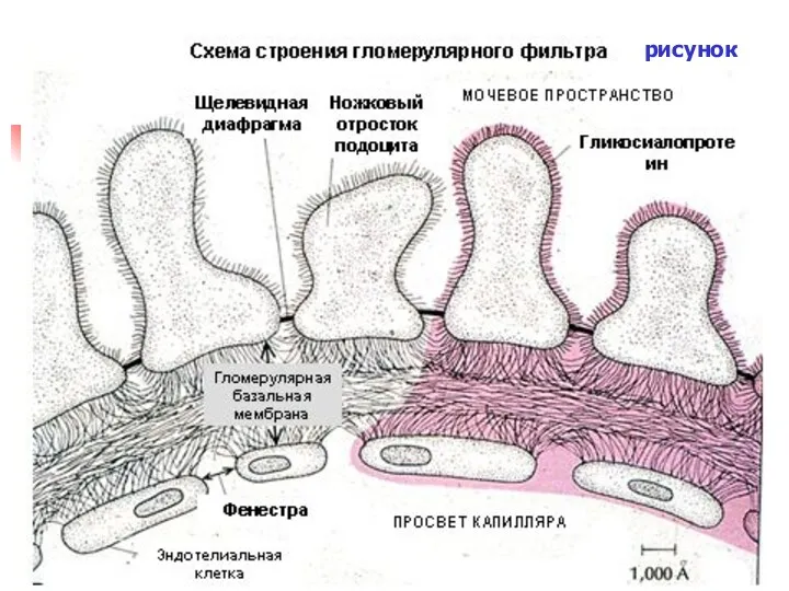 рисунок