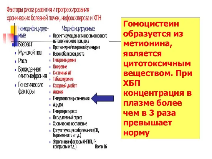 Гомоцистеин образуется из метионина, является цитотоксичным веществом. При ХБП концентрация