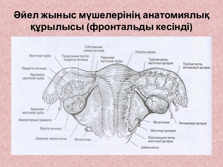 Әйел жыныс мүшелерінің анатомиялық құрылысы (фронтальды кесінді)