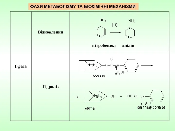 ФАЗИ МЕТАБОЛІЗМУ ТА БІОХІМІЧНІ МЕХАНІЗМИ