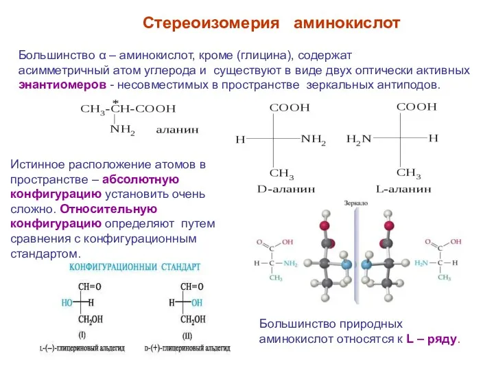 Большинство α – аминокислот, кроме (глицина), содержат асимметричный атом углерода