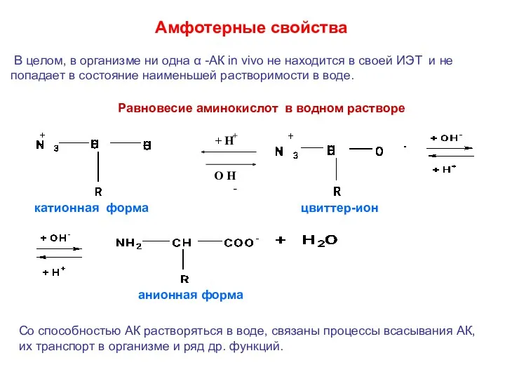 Амфотерные свойства Со способностью АК растворяться в воде, связаны процессы