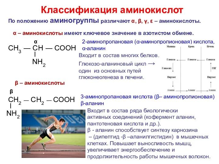 По положению аминогруппы различают α, β, γ, ε – аминокислоты.