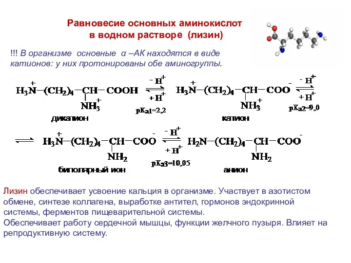 Равновесие основных аминокислот в водном растворе (лизин) !!! В организме