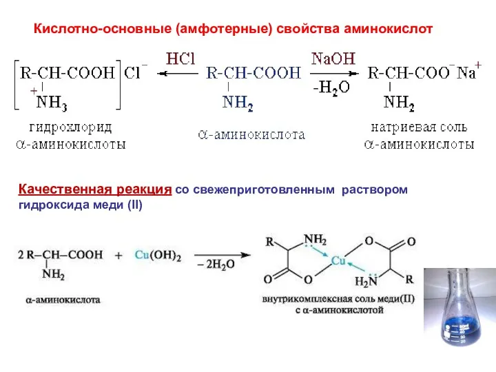 Кислотно-основные (амфотерные) свойства аминокислот Качественная реакция со свежеприготовленным раствором гидроксида меди (II)