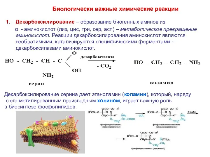 Декарбоксилирование – образование биогенных аминов из α - аминокислот (лиз,