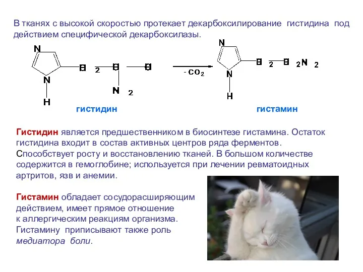 В тканях с высокой скоростью протекает декарбоксилирование гистидина под действием