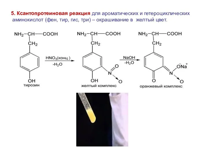 5. Ксантопротеиновая реакция для ароматических и гетероциклических аминокислот (фен, тир,