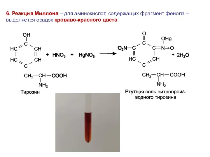 6. Реакция Миллона – для аминокислот, содержащих фрагмент фенола – выделяется осадок кроваво-красного цвета.