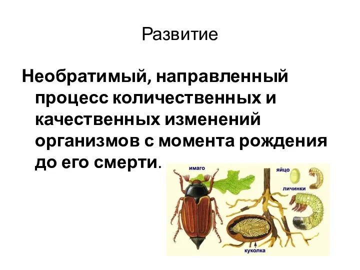 Развитие Необратимый, направленный процесс количественных и качественных изменений организмов с момента рождения до его смерти.