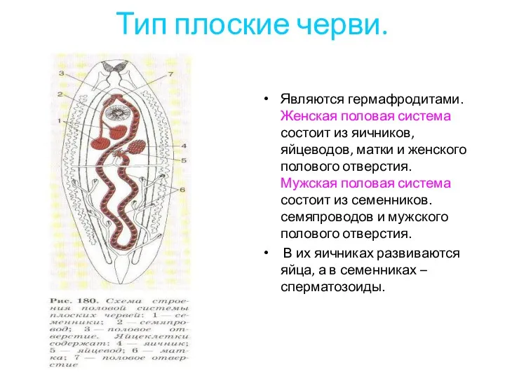 Тип плоские черви. Являются гермафродитами. Женская половая система состоит из