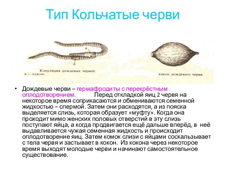 Тип Кольчатые черви Дождевые черви – гермафродиты с перекрёстным оплодотворением.