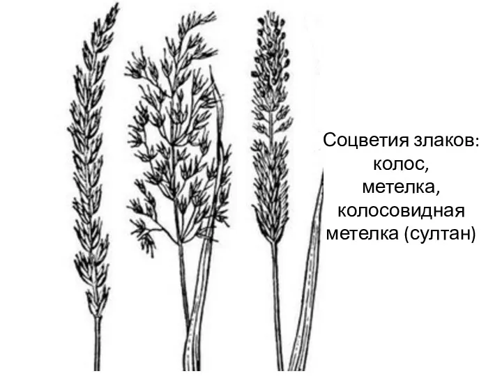 Соцветия злаков: колос, метелка, колосовидная метелка (султан)