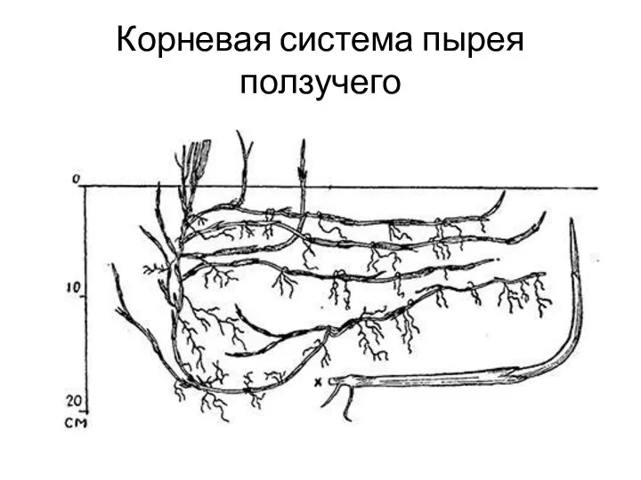 Корневая система пырея ползучего