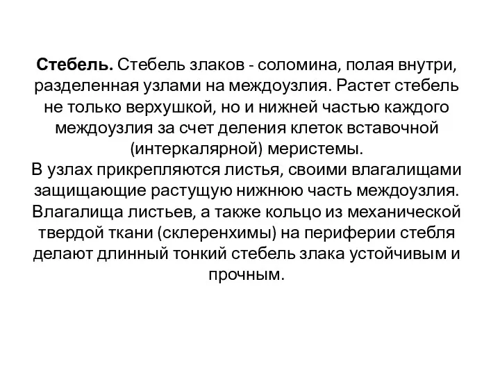 Стебель. Стебель злаков - соломина, полая внутри, разделенная узлами на