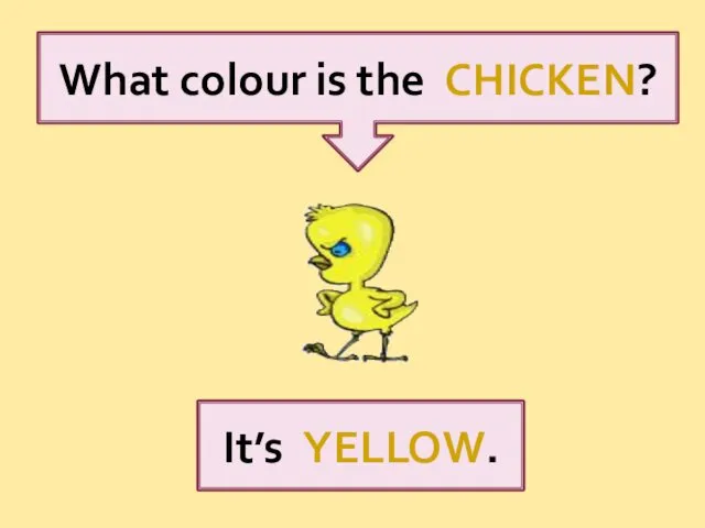 What colour is the СHICKEN? It’s YELLOW.