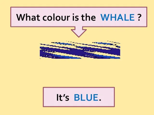 What colour is the WHALE ? It’s BLUE.