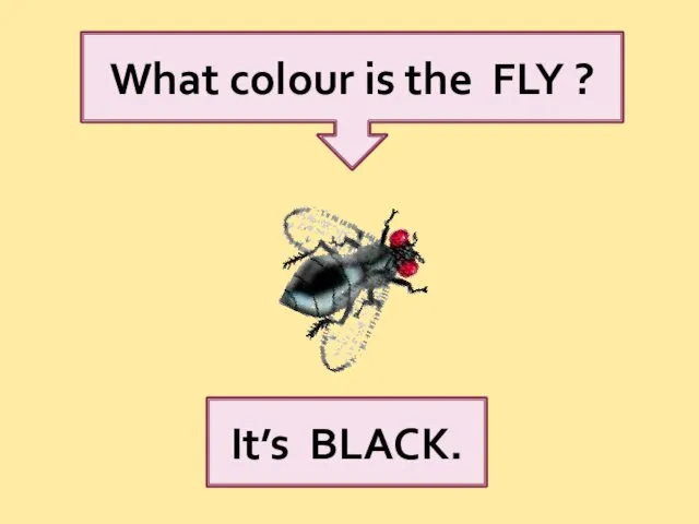 What colour is the FLY ? It’s BLACK.