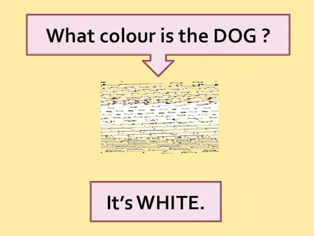 What colour is the DOG ? It’s WHITE.