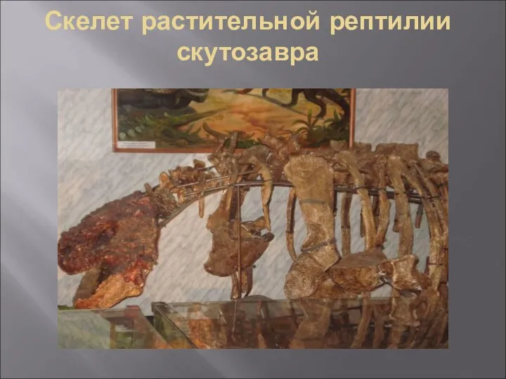 Скелет растительной рептилии скутозавра