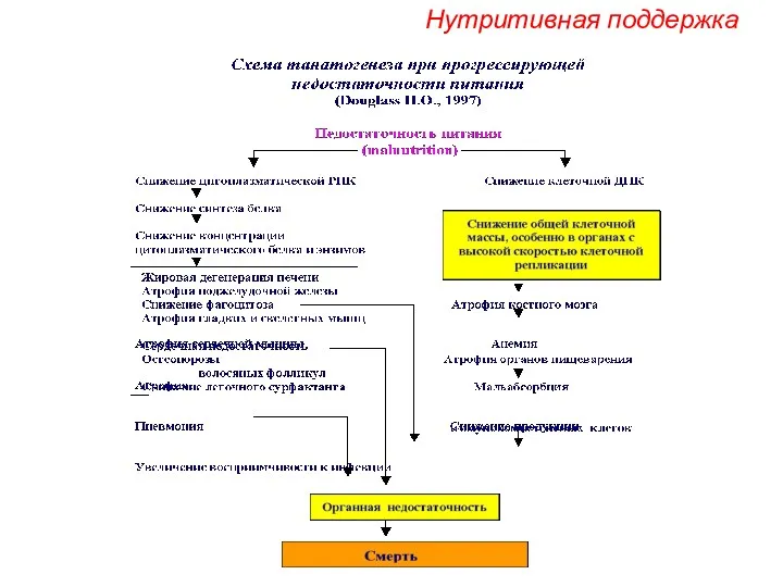 Нутритивная поддержка