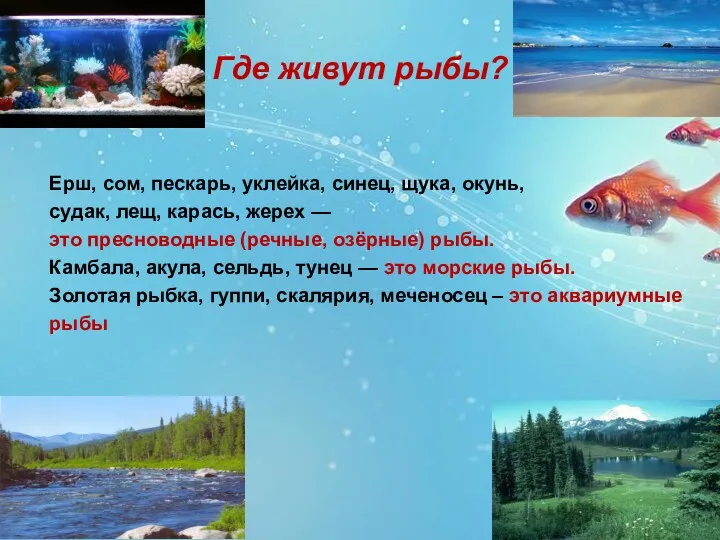 Ерш, сом, пескарь, уклейка, синец, щука, окунь, судак, лещ, карась,