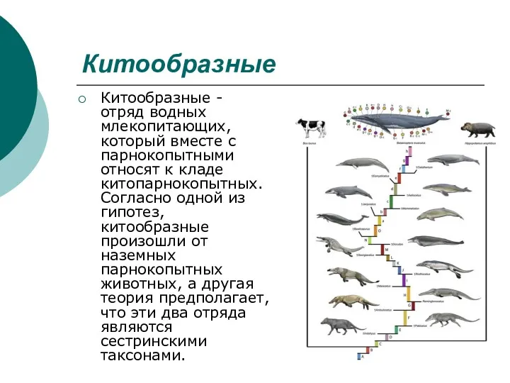 Китообразные Китообразные - отряд водных млекопитающих, который вместе с парнокопытными