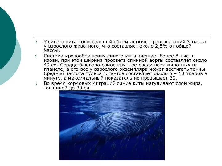 У синего кита колоссальный объем легких, превышающий 3 тыс. л