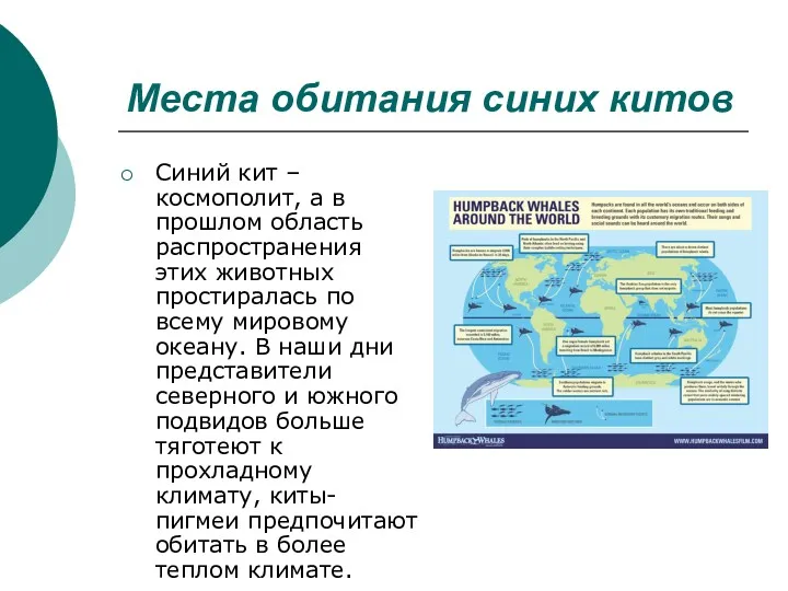 Места обитания синих китов Синий кит – космополит, а в