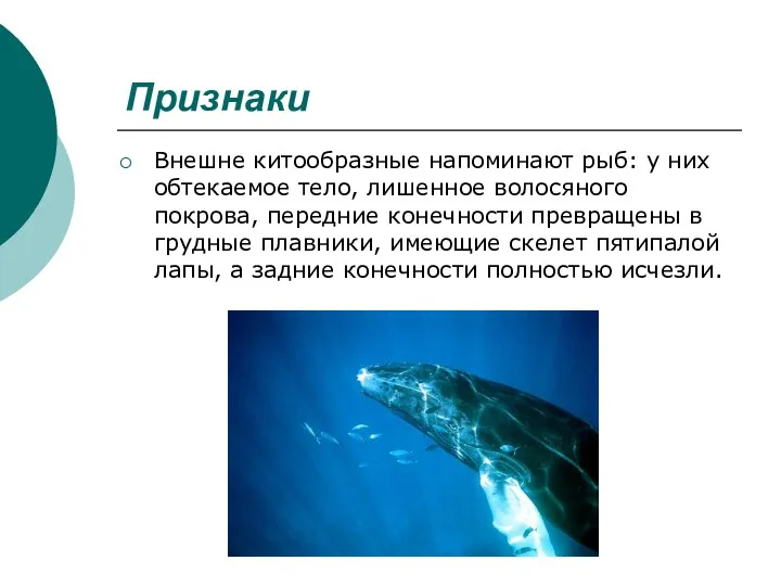 Признаки Внешне китообразные напоминают рыб: у них обтекаемое тело, лишенное