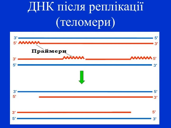 ДНК після реплікації (теломери)