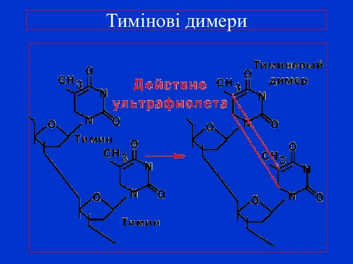 Тимінові димери