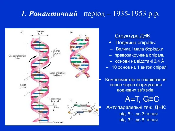 1. Романтичний період – 1935-1953 р.р. Структура ДНК Подвійна спіраль: