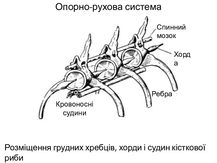Опорно-рухова система Хорда Ребра Спинний мозок Кровоносні судини Розміщення грудних хребців, хорди і судин кісткової риби