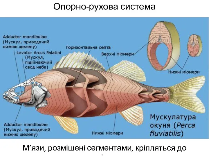 Опорно-рухова система М’язи, розміщені сегментами, кріпляться до кісток