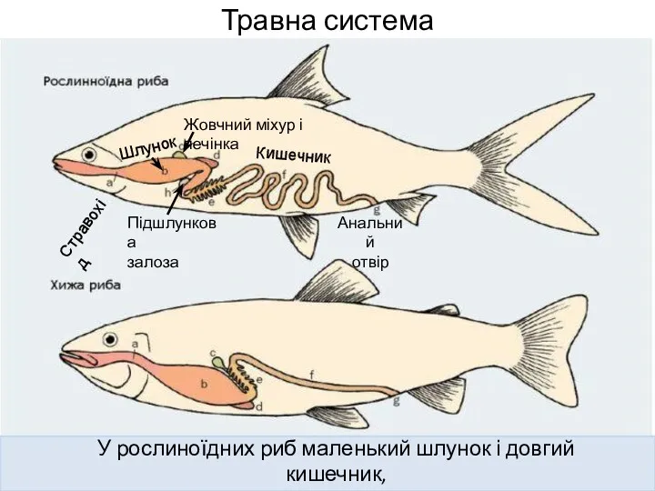 Травна система Стравохід Шлунок Жовчний міхур і печінка Підшлункова залоза