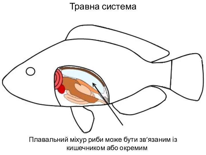 Травна система Плавальний міхур риби може бути зв’язаним із кишечником або окремим