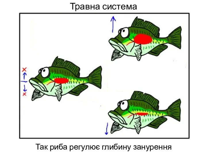 Травна система Так риба регулює глибину занурення